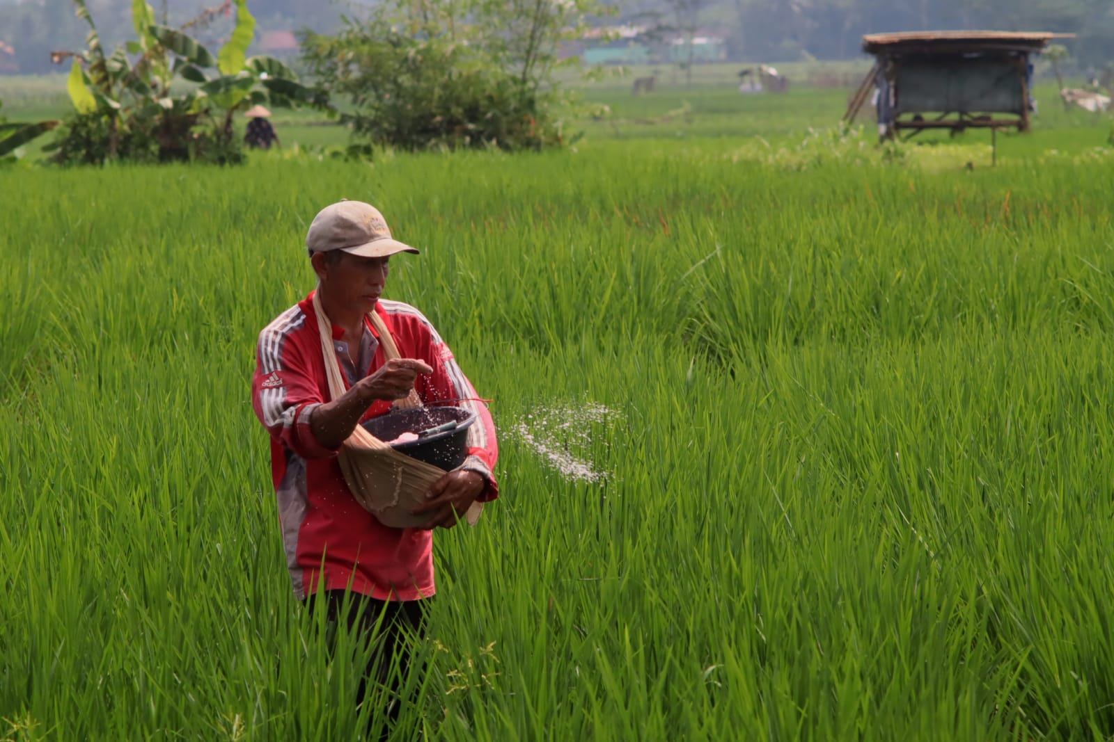 Produksi Padi di Banyumas Capai 374 Ribu Ton